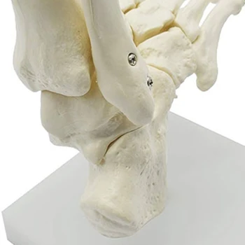 1:1 Анатомическая модель стопы человеческого скелета, стопа и лодыжка с голеностопной анатомической моделью, Учебные ресурсы по анатомии
