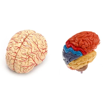 2 шт. анатомическая модель головного мозга, лабораторные принадлежности для преподавания анатомии, модель человеческого мозга и модель половины мозга
