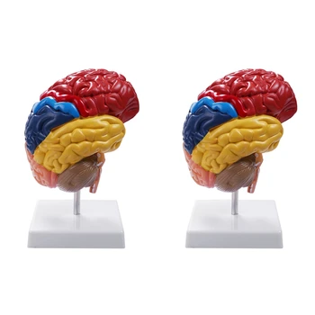 2X Анатомическая модель головного мозга Анатомия 1: 1 Половина ствола головного мозга Учебные лабораторные принадлежности
