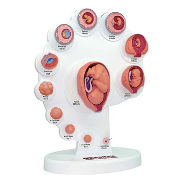 4D Анатомическая модель развития человеческого эмбриона, обучающая органу роста плода, игрушки Alpinia Assembled Toys