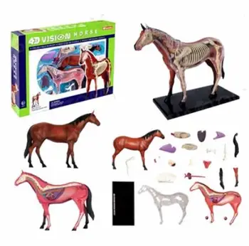 4D МАСТЕР-анатомическая модель для медицинского изучения костей и внутренних органов лошади