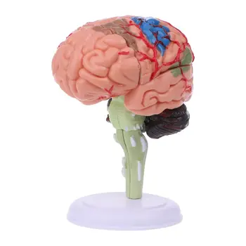 4D Разобранная Анатомическая Модель Человеческого Мозга Инструмент Для Обучения Анатомии Статуи Скульптуры Школьное Использование Дропшиппинг