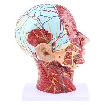 Анатомическая половина человека для головы, Анатомия лица, Медицинский срединный разрез шеи, Прямая поставка