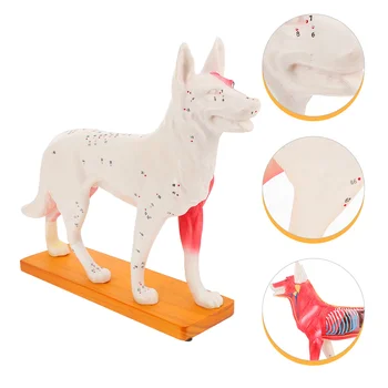 Модель для акупунктуры собачьего тела Модель Анатомии собаки Медицинская обучающая модель