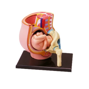 Модель отдела таза беременной женщины со съемными органами, форма для женского таза