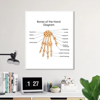 Отпечатки диаграмм костей рук, плакат с диаграммой медицинского образования, декор стен в кабинете врача, подарок студенту биологии, медицины, холст, картина