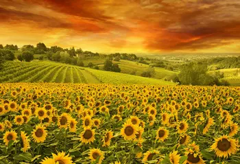 подсолнечное поле с цветами, фоны для фотосъемки восхода солнца, высококачественная компьютерная печать, живописный фон